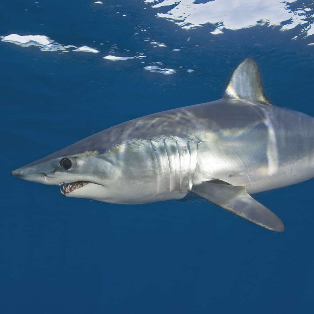 Great White Shark Cage Diving Kaapstad in Zuid-Afrika