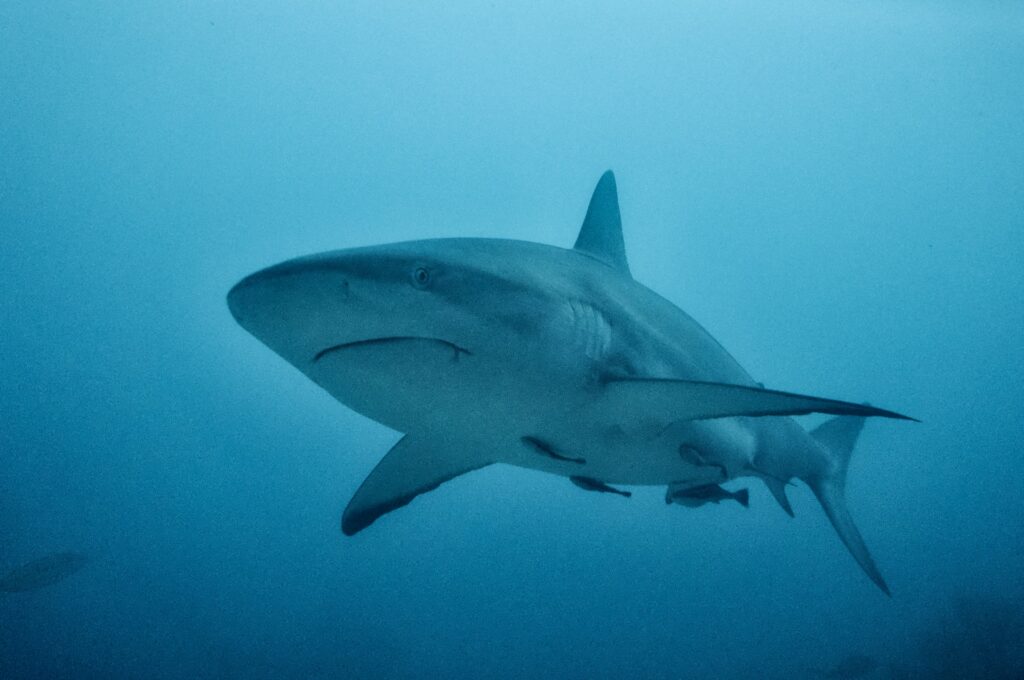 南アフリカの海岸線からホオジロザメが姿を消しているのはなぜですか?