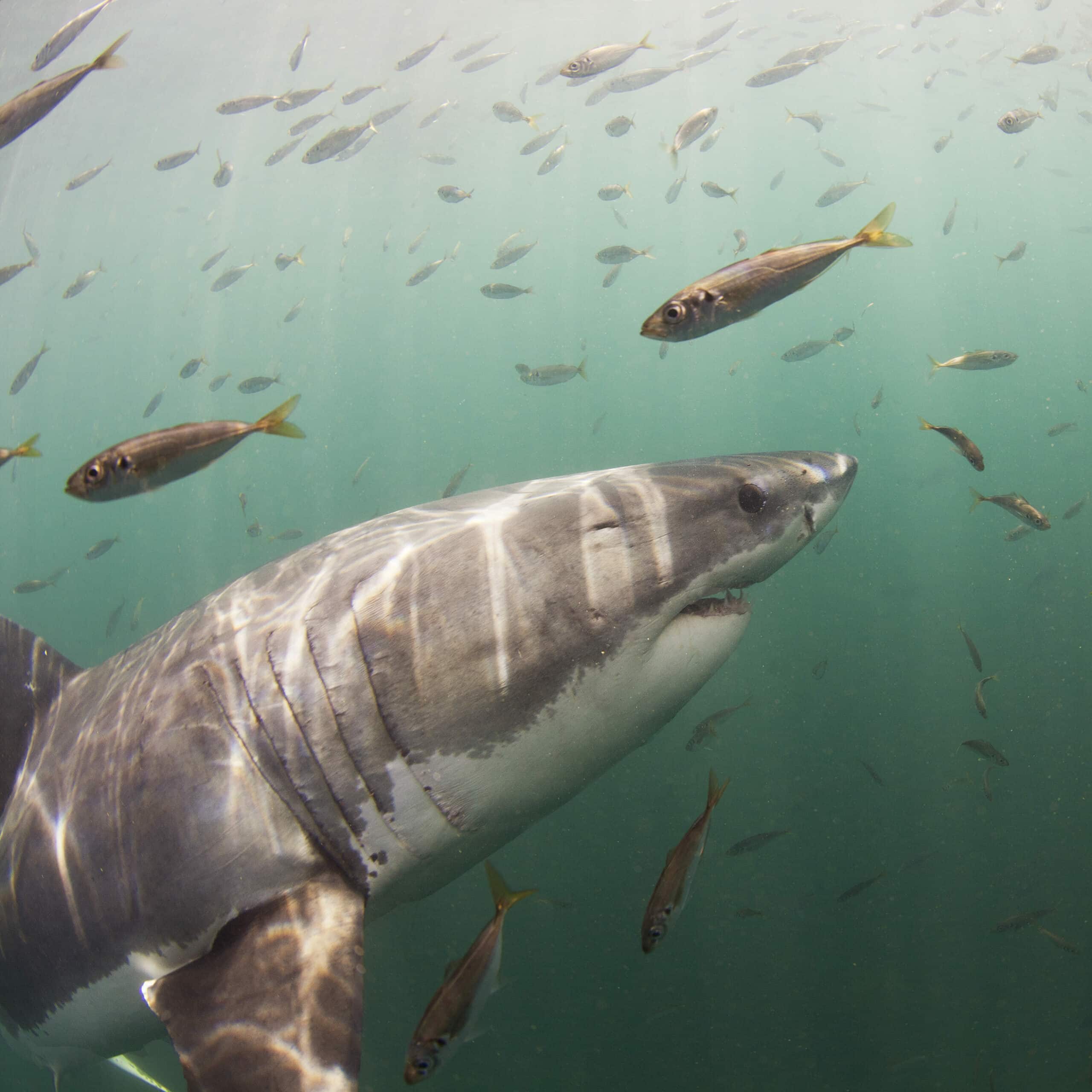 attività acquatiche città del capo