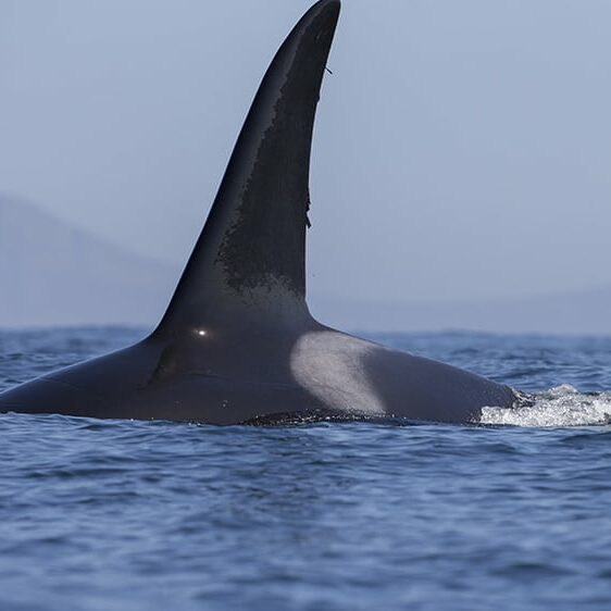 Buceo en jaula con grandes tiburones blancos en julio de 2018