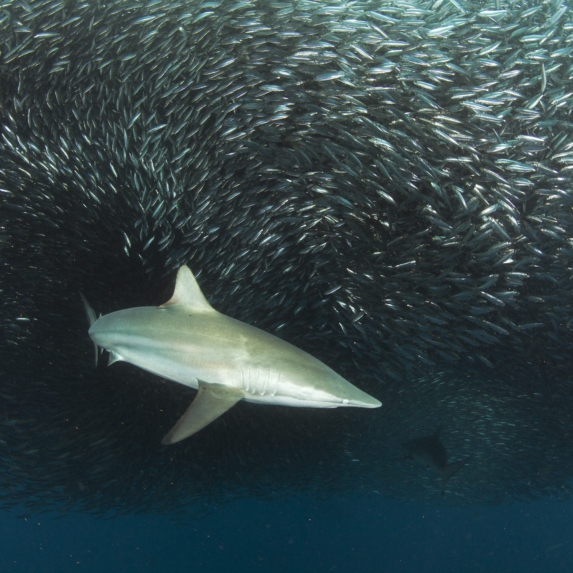 Cómo elegir un destino de buceo en jaula de tiburones