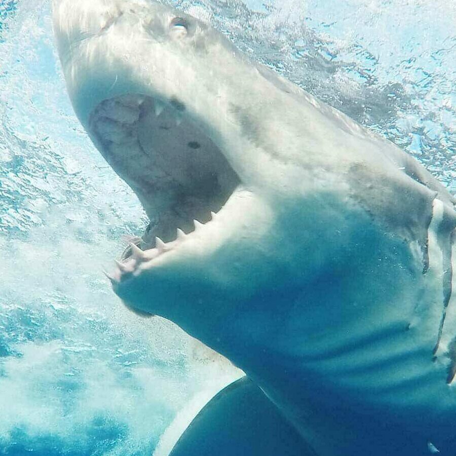 Buceo en jaula con tiburones en la isla de Neptuno