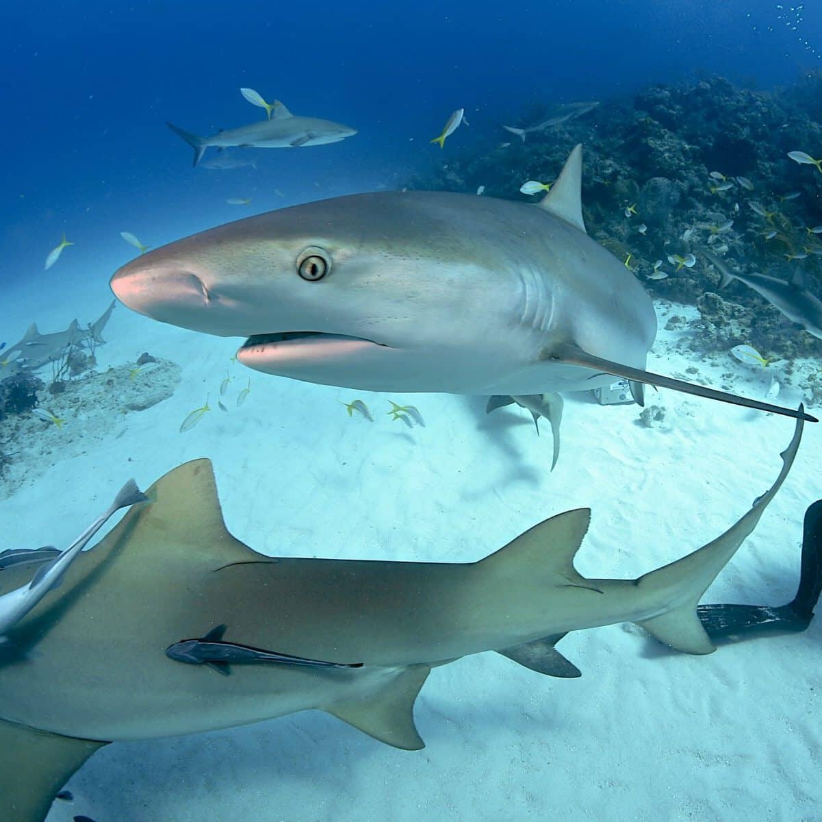 Buceo en jaula con tiburones en Ciudad del Cabo en marzo de 2018