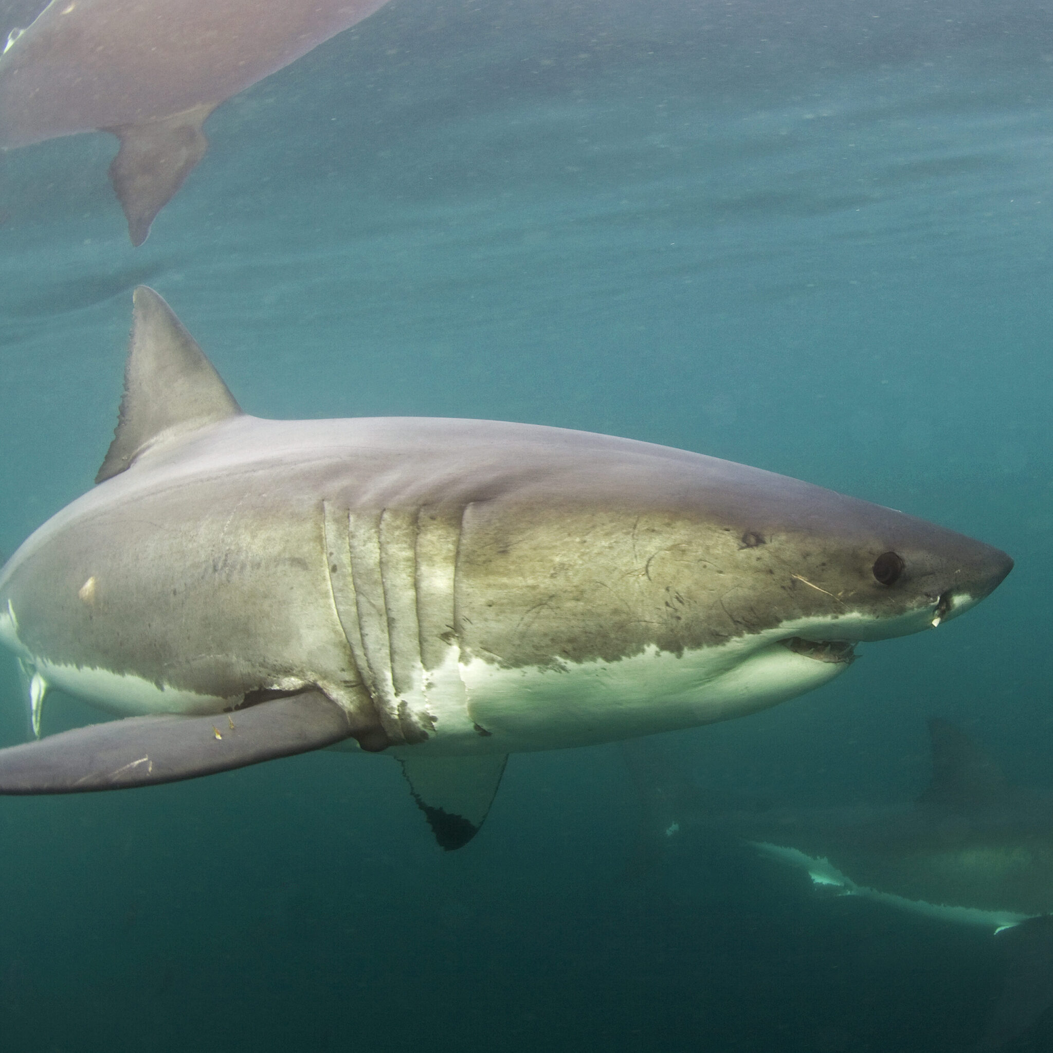 great white shark south africa