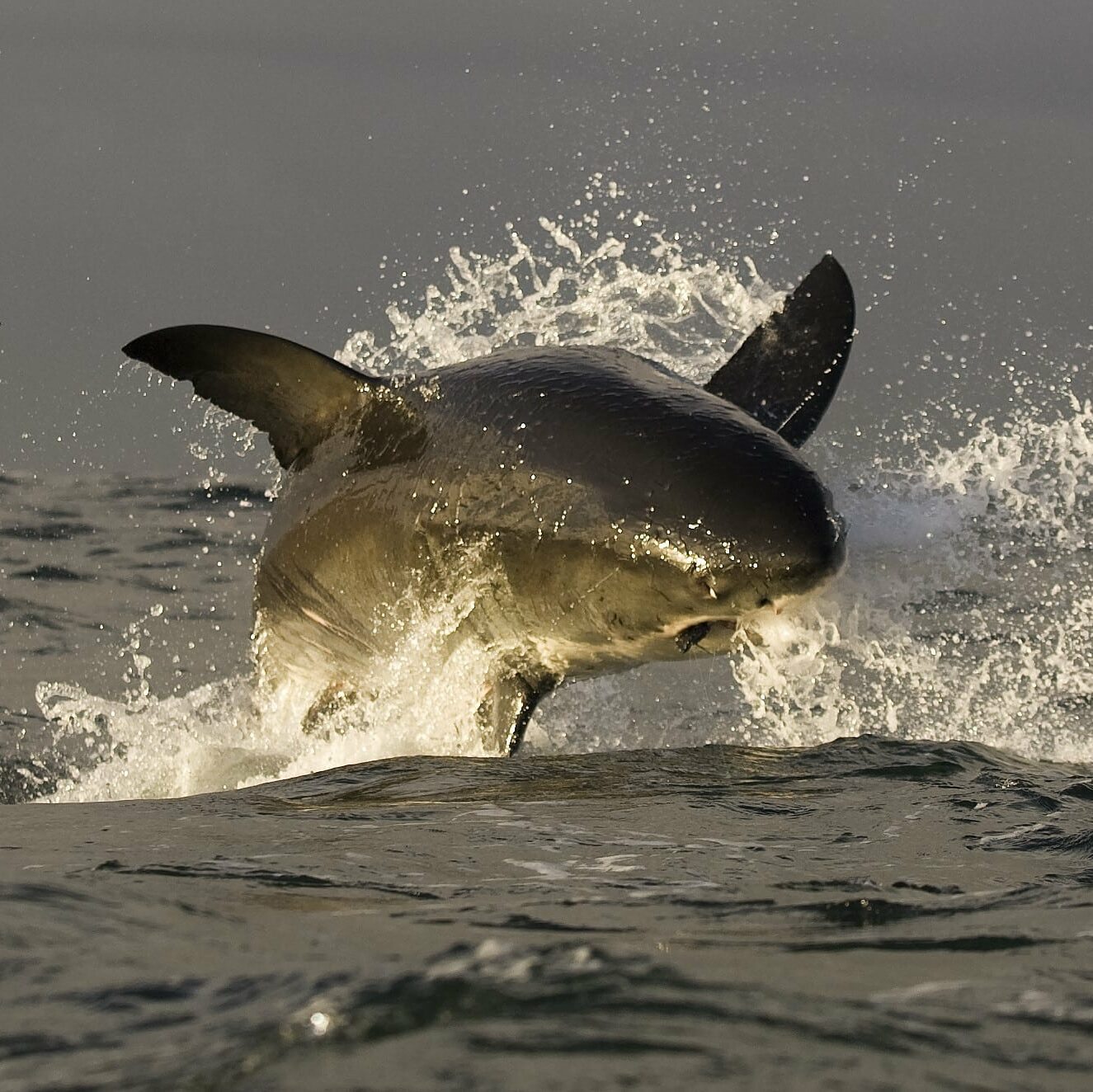 great white sharks leaving south african coasts