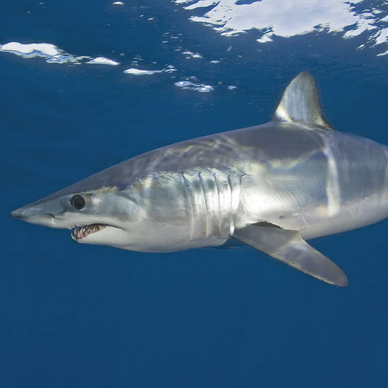 Great White Shark Cage Diving Cape Town ในแอฟริกาใต้