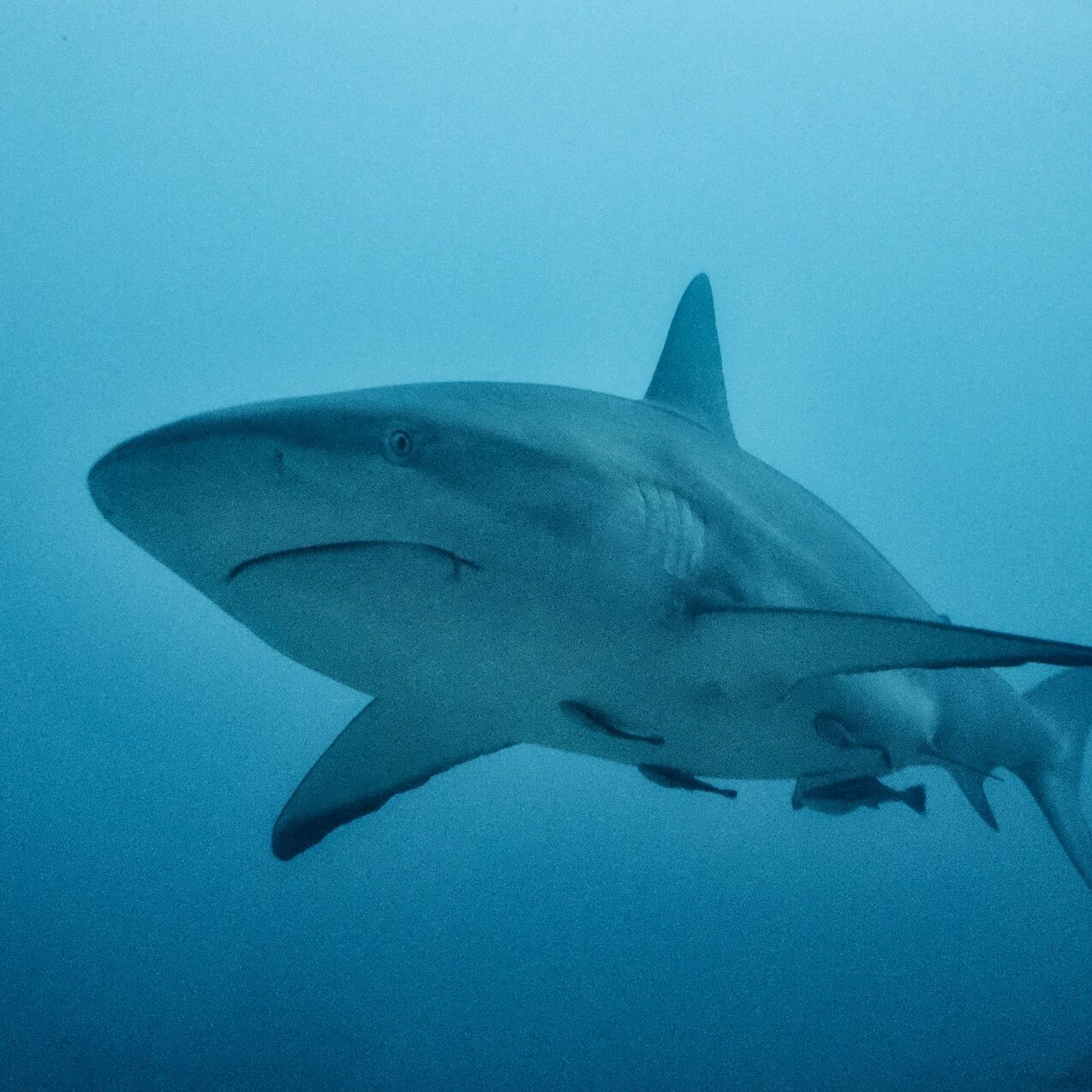 Why are Great White Sharks disappearing from the South African Coastline?