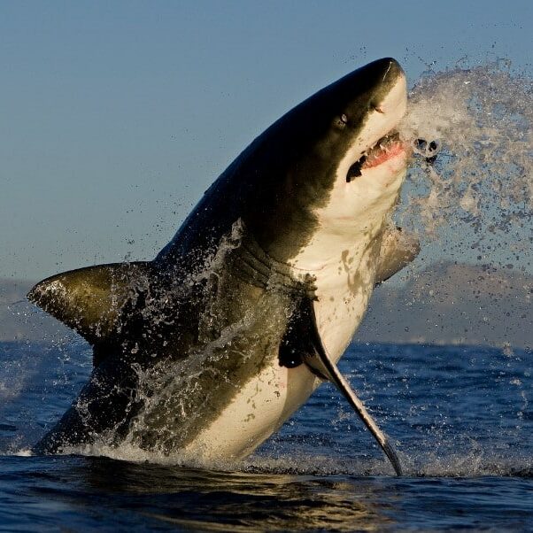 shark breaching