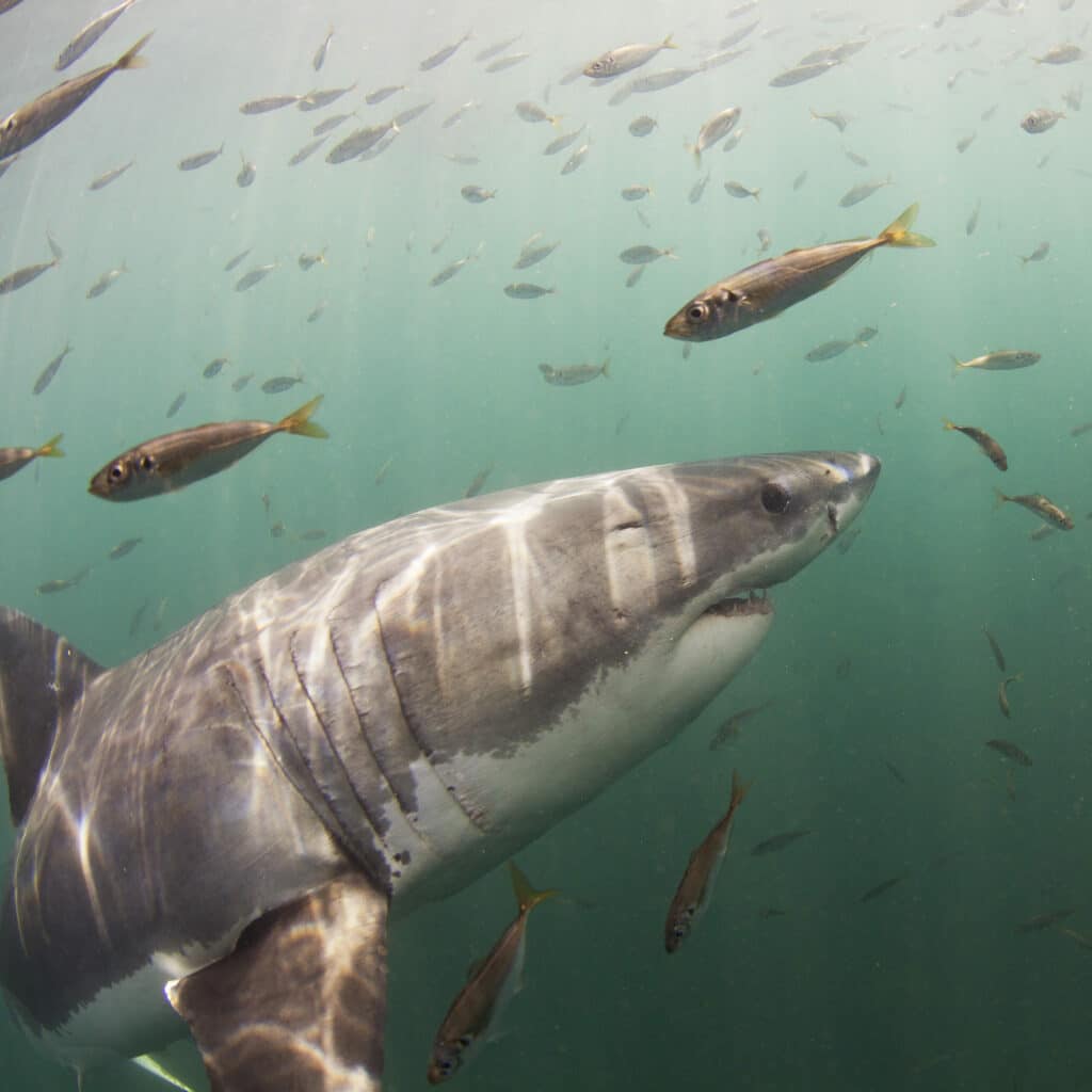 jaula de tiburones buceo ciudad del cabo