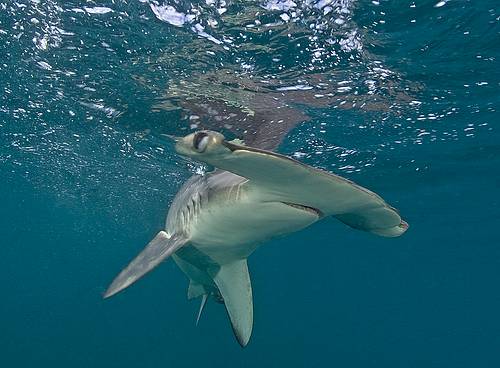 Shark Hunting Techniques - hammerhead