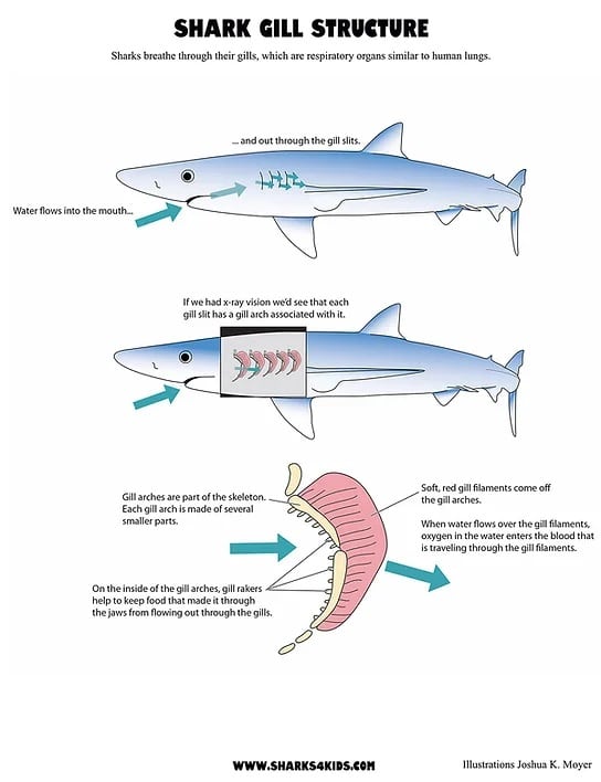 How Do Sharks Breathe?: Unmasking the Underwater Secrets