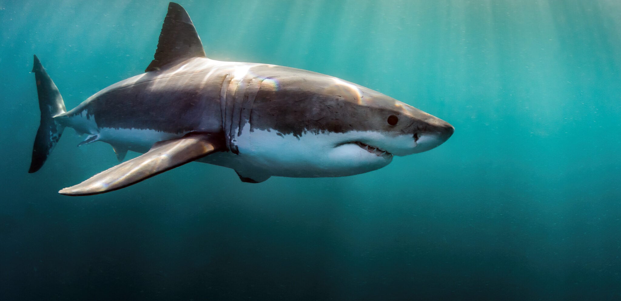 Apex Shark Expeditions Great White False Bay afternoon trip banner