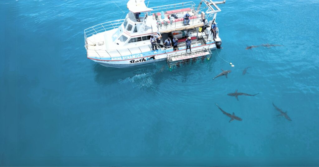 The Relationship Between Sharks and the Fishing Industry