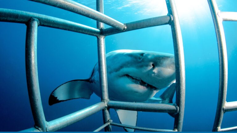 Respectful Shark Cage Diving