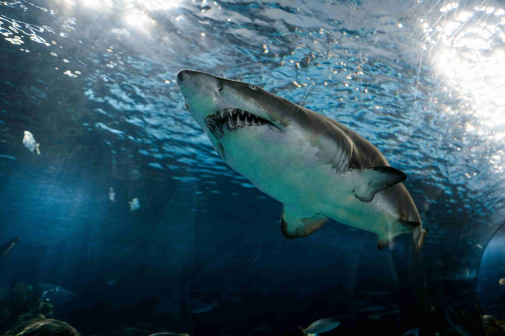 Preparing for shark cage diving