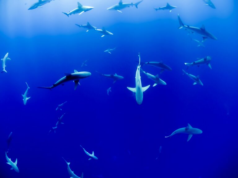 The Science Behind Shark Attraction: What Really Brings Sharks to the Boat?