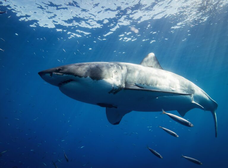 Great White Shark vs Bronze Whaler: What Are the Differences?
