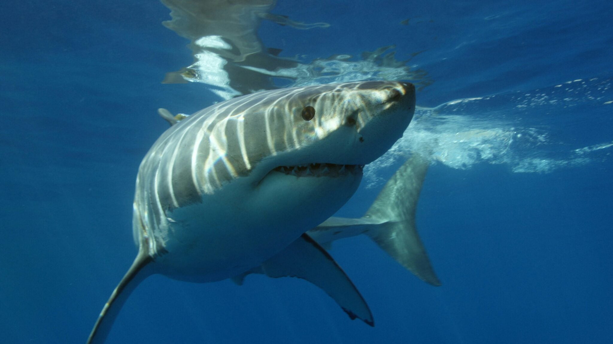 Female Sharks