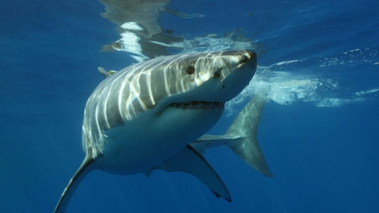 Female Sharks