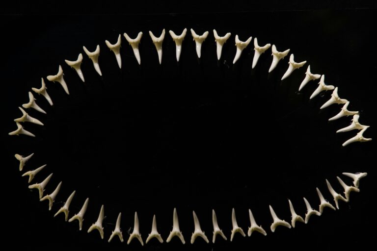 Cartilage vs Bone: What Makes Shark Skeletons Unique