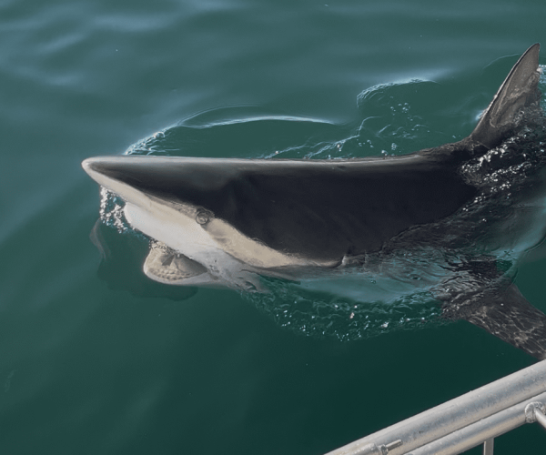 Shark cage diving cape town