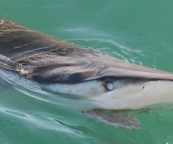 bronze whaler or copper shark, Carcharhinus brachyurus, with the eye covered by the nictitating membrane, Gansbaai, South Africa