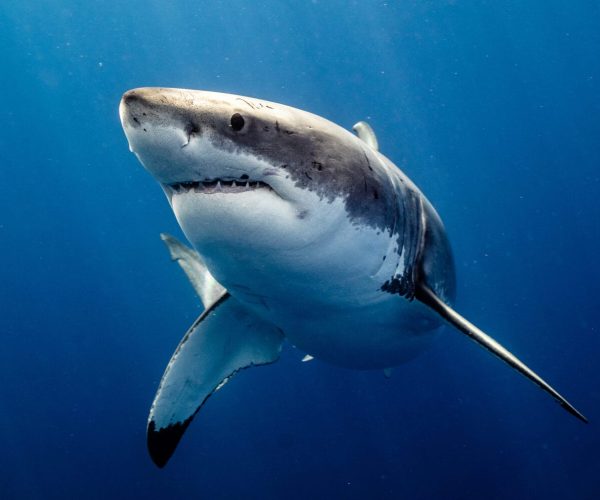 Apex-Shark-Expeditions-Great-White-Cage-Diving2-1-scaled-min