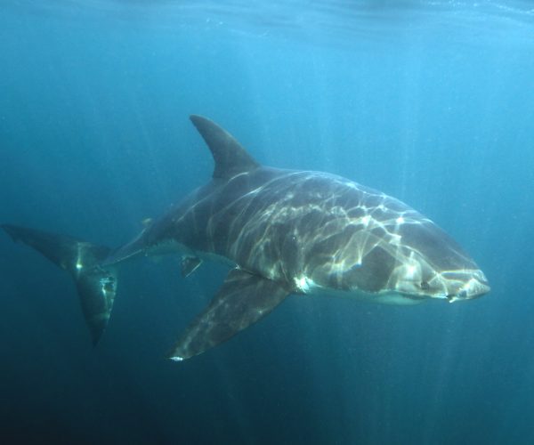 Apex Shark Expeditions Great White False Bay afternoon trip