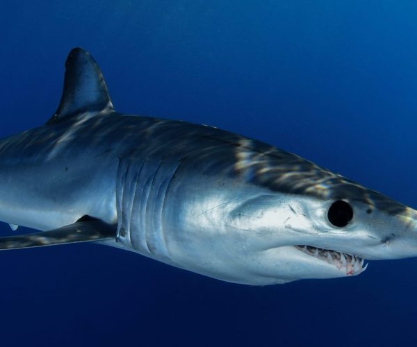 Apex-Shark-Expeditions-Specialist-Expeditions-and-Packages-scaled-min