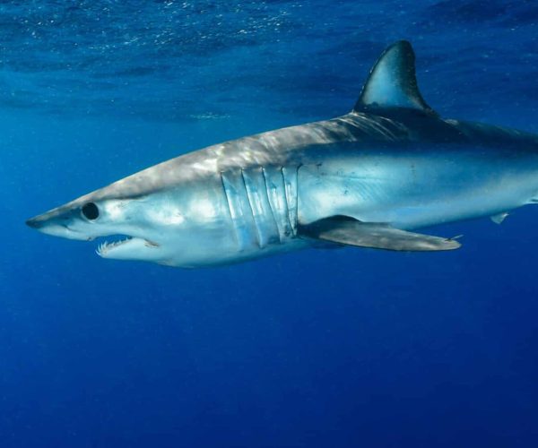 Apex Shark Expeditions shark cage diving cape town