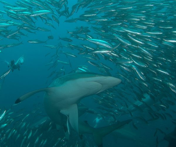Apex Shark Expeditions the sardine run