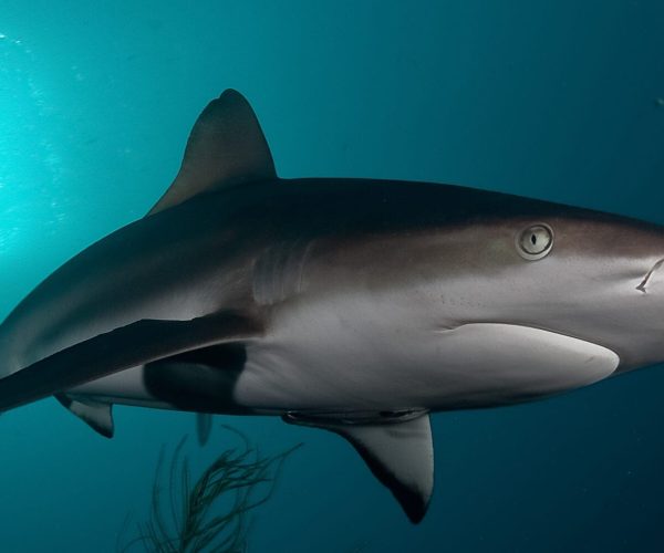 Apex-shark-cropped-scaled-min