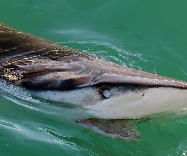 Apex shark expeditions shark facts bronze whaler shark edited