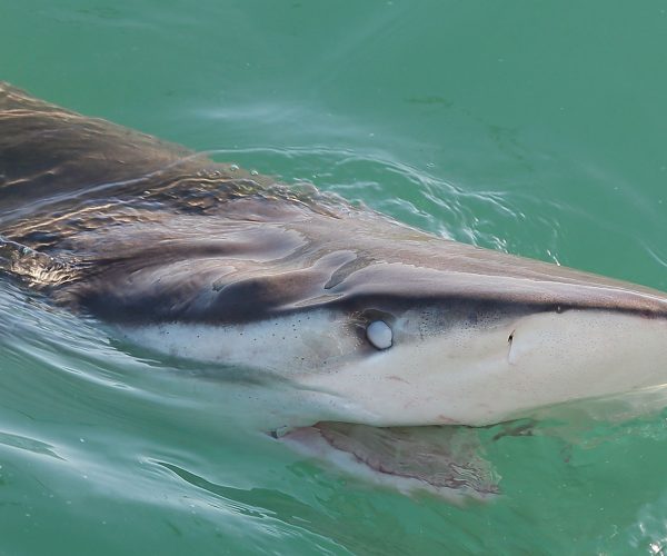 Apex shark expeditions shark facts bronze whaler shark