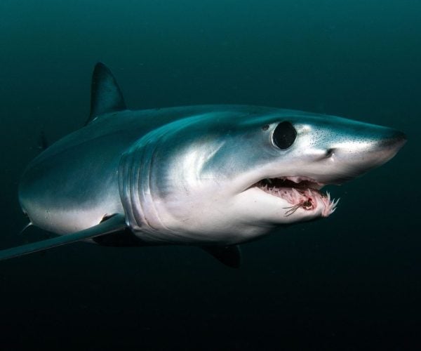 Apex shark expeditions shark facts mako shark