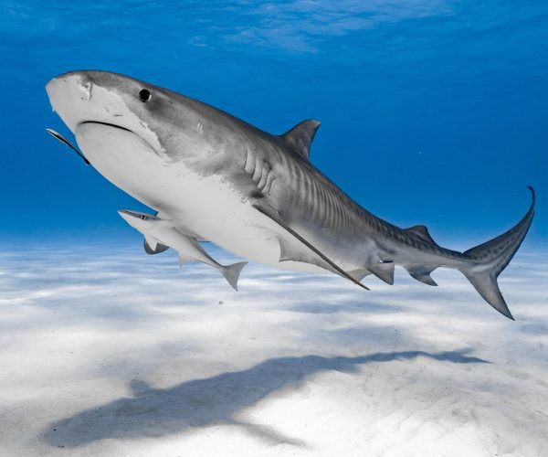 Apex shark expeditions shark facts tiger shark