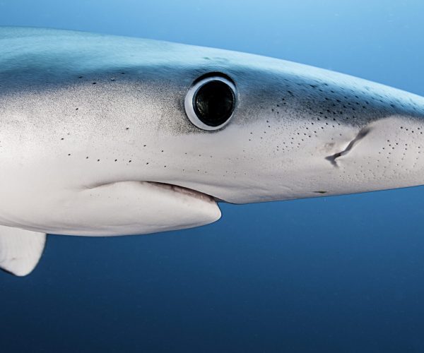 Close,Up,View,Of,The,Face,Of,A,Blue,Shark,