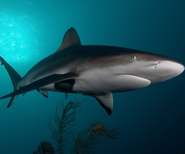 Shark,,Underwater,Picture,,South,Africa