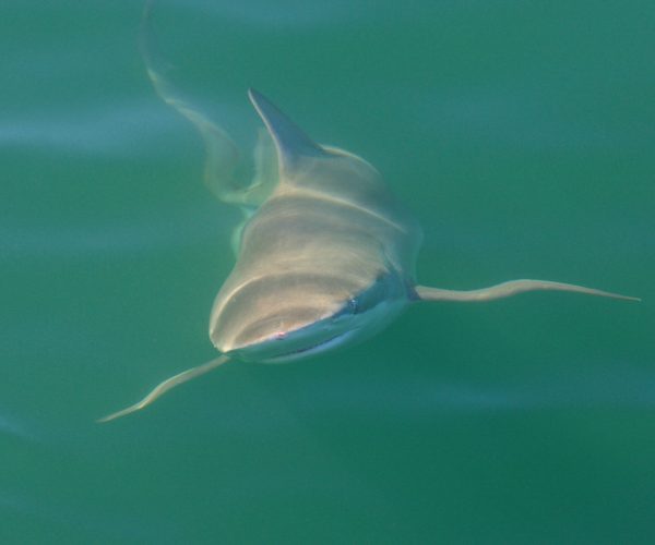 bronze whaler or copper shark, Carcharhinus brachyurus, swimming at the surface in False Bay, South Africa