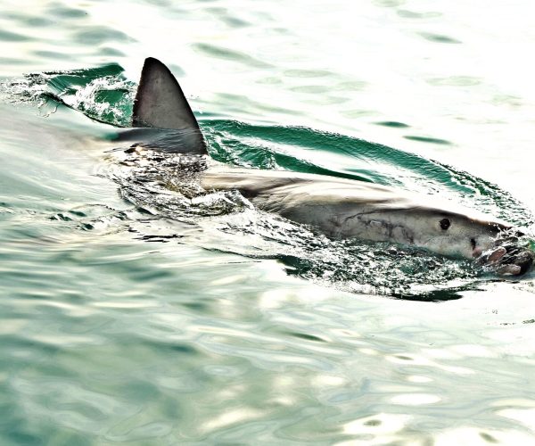 Great White Shark breaching sea surface to catch meat lure and seal decoy.