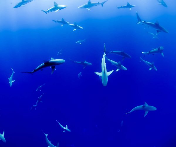 Cape Point shark cage diving