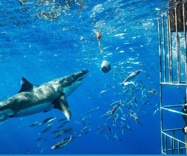 Essential Shark Cage Diving Etiquette
