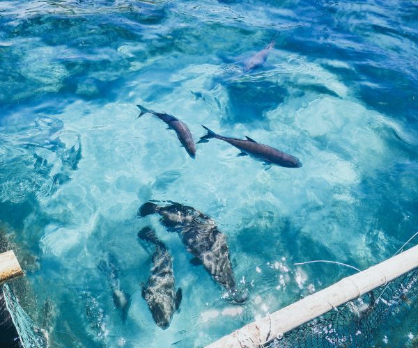 Family getting ready for shark cage diving adventure