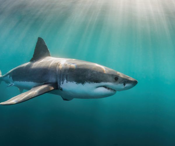 Great,White,Shark,Underwater,,Gansbaai,,Western,Cape,,South,Africa