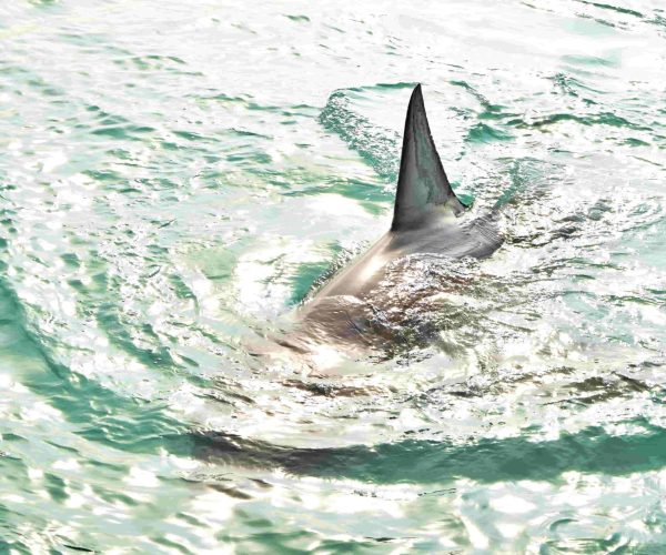 Great White Shark in Action Shark cage diving tips