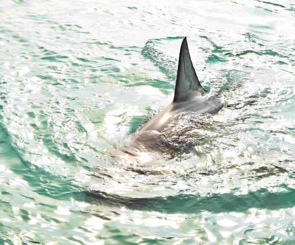 Shark cage diving tips