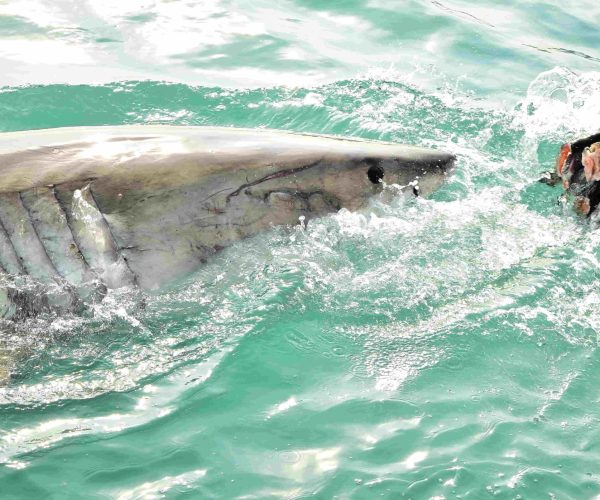 How Shark Cage Diving Compares to Other Extreme Water Adventures