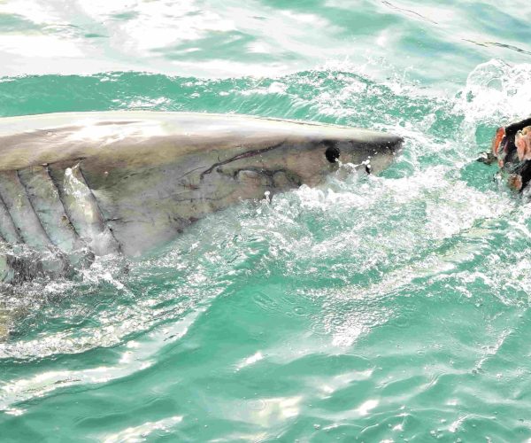 How Shark Cage Diving Compares to Other Extreme Water Adventures