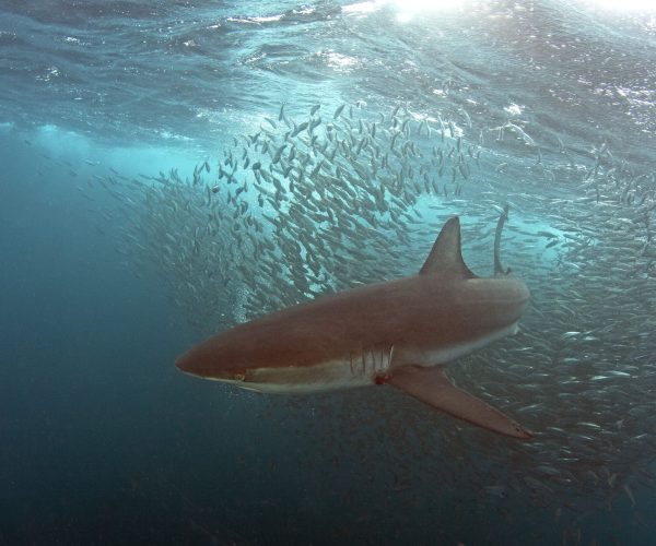 bronze whale shark specie souther africa