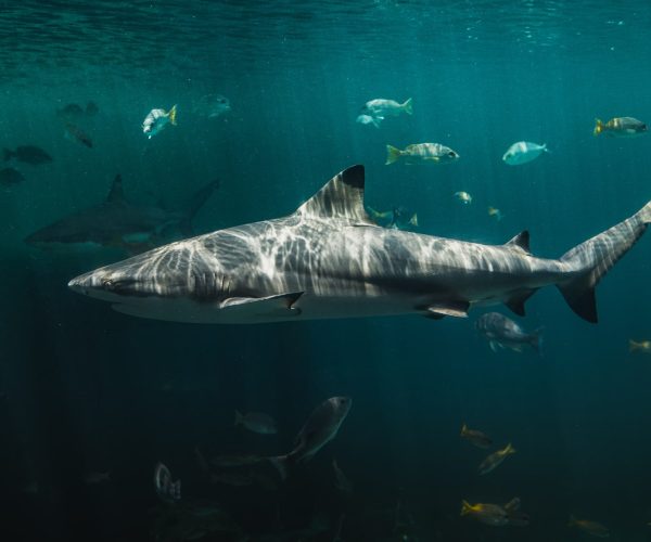 Mastering Underwater Photography